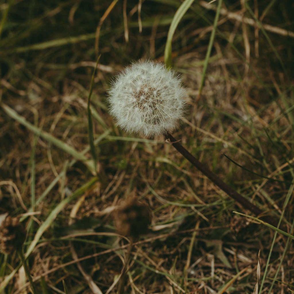 ¿Qué es el plan de salvación? 2